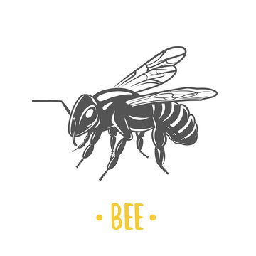 Bee illustration, logotype isolated on dark background.