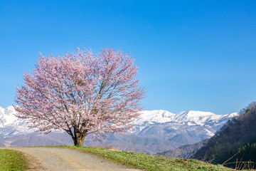 Naklejka premium 野平の一本桜