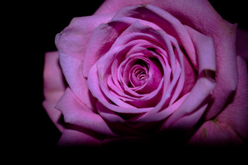 Rose and black background
