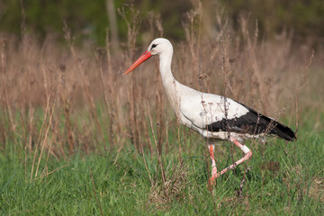 Weißstorch in Wiese (Ciconia ciconia)