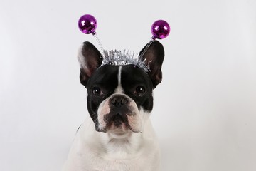 funny french bulldog portrait in the studio with party decoration on the head