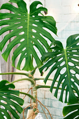 Exotic tropical Monstera palm leaves, copy space. Green leaves of monstera palm or split-leaf philodendron. Monstera deliciosa foliage plant. Exotic plant. Floral Pattern. Monstera leaves at home © mirage_studio