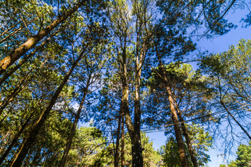 Obraz na płótnie Canvas Pine forest nature background blue sky