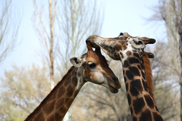 Male and female giraffes tenderly touching each other