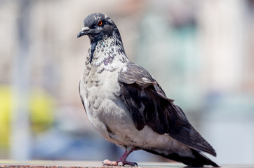 Portrait of dove. Urban bird. Closeup view.