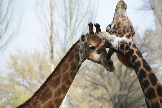 Male and female giraffes tenderly touching each other