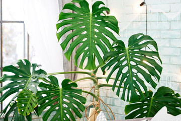 Exotic tropical Monstera palm leaves, copy space. Green leaves of monstera palm or split-leaf philodendron. Monstera deliciosa foliage plant. Exotic plant. Floral Pattern. Monstera leaves at home - obrazy, fototapety, plakaty