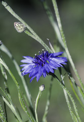 Abstract Flower Closeup