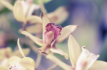 Orchid Macro Shot
