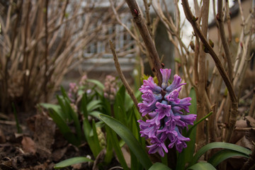 Purple hyacinth in garden - 202024988