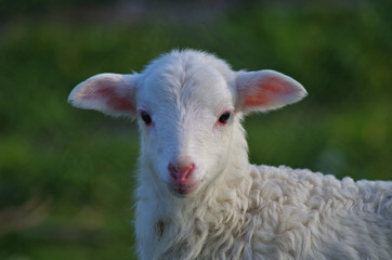 a cute sheep