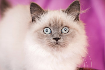Fototapeta na wymiar Junge Britisch Colourpoint Katze sieht in die Kamera
