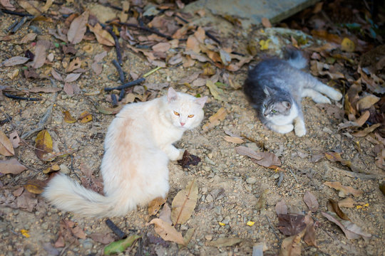 Cats on Koh Mook island