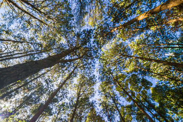 Pine tree forest nature background sunny day