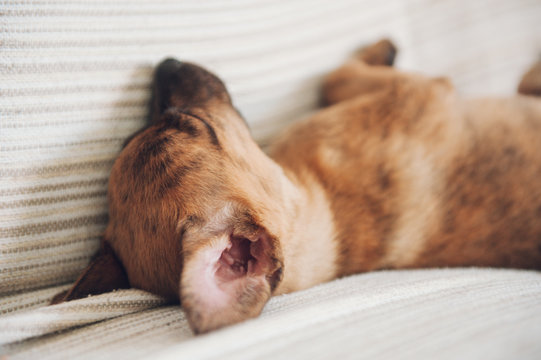 the little puppy slept peacefully at home with his ear lent