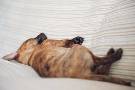 the little puppy slept peacefully at home with his ear lent