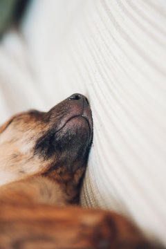 the little puppy slept peacefully at home with his ear lent