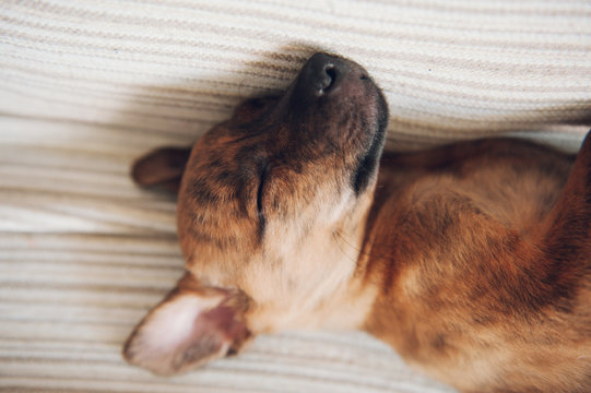 the little puppy slept peacefully at home with his ear lent