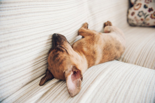 the little puppy slept peacefully at home with his ear lent