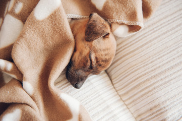 puppy sleeping on the couch with a brown blanket