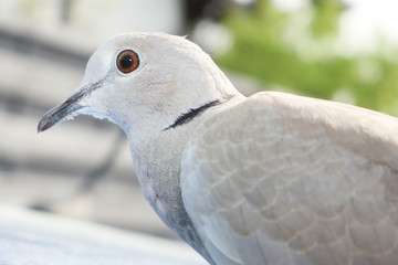 grey Turtledove Streptopelia dekaocto bird portrait
