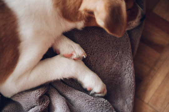 pretty puppy asleep at home quietly on a purple blanket
