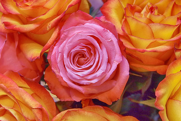 Fototapeta na wymiar Roses