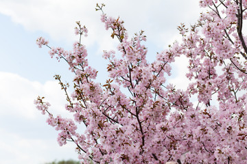 Obraz premium Bright and delicate pink flowers on an apple tree. Blue summer sky background from behind