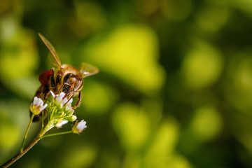 Bee on a white flower collecting pollen and gathering nectar to produce honey in the hive - with right copy space