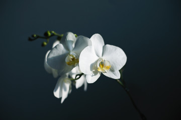 орхидея на сером фоне