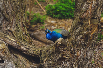 Fototapeta premium Colored, blue peacock bird
