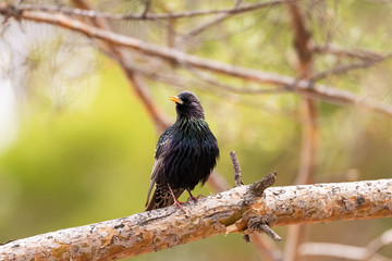 Fototapeta premium Ordinary starling. Sturnus vulgaris.