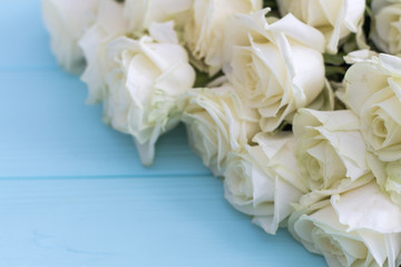 White roses on a turquoise wooden background. White roses, turquoise wooden background