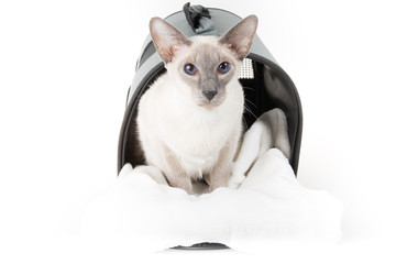 Oriental Shorthair cat carrying bag on white background