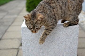 tabby kitten just about to jump from flower pot