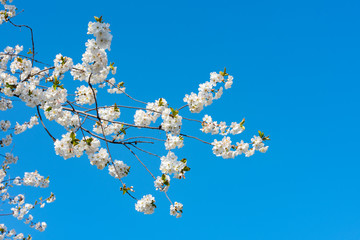Blooming spring fruit tree