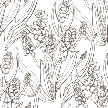 Seamless Pattern with Muscari - spring flowers, isolated on white background. Hand-drawn illustrations.
