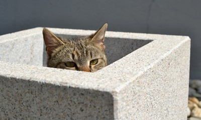 Scared tabby kitten hiden in flower pot