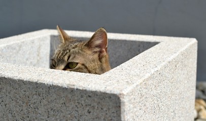 tabby kitten hiden in flower pot and watching something interesting