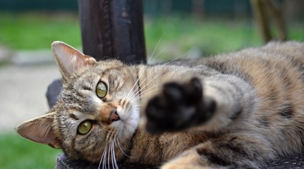 tabby kitten lying and resting on the bench in the garden