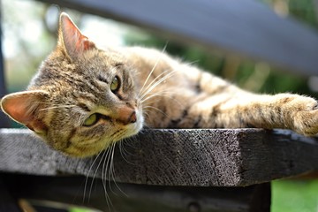 tabby kitten lying and resting on the bench