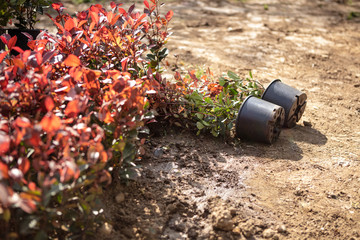 Small Green  Plant With Leaf, Leaves . Spring, Concept Of New Life.