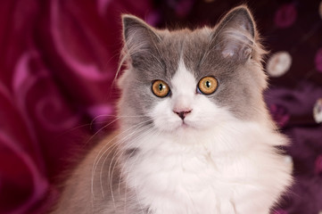 Sitzendes Kätzchen auf lila Hintergrund