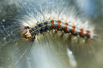 Shaggy caterpillar. Pest of the garden.