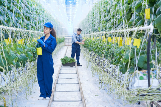Full length portrait of two people caring for plants in greenhouse of modern vegetable plantation, copy space
