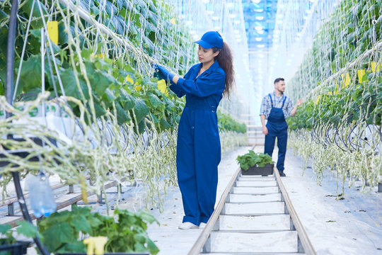 Full length portrait of two workers treating plants in greenhouse of modern vegetable plantation, copy space