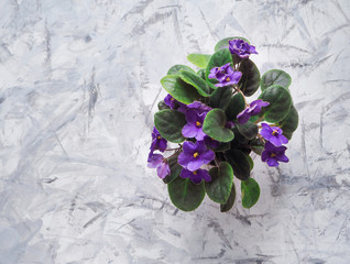 Top view of a potted flowering flower. Violet on gray background.
