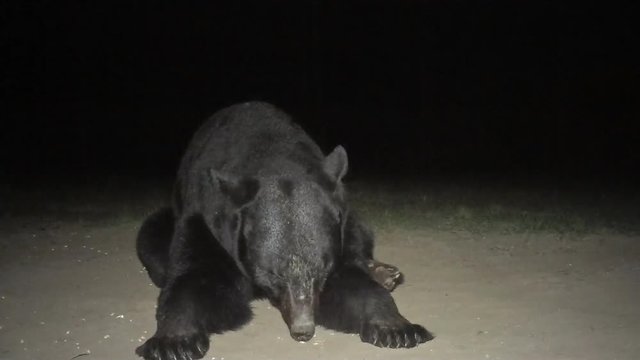 Black Bear