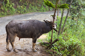 Naklejka na ściany i meble Vietnam. Buffalo at Cat Cat village part of the Hoang Lien National Park in Sapa