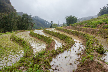 Rice terraces on the mountains, part of the Hoang Lien National Park, in Sapa on foggy and rainy day in winter.